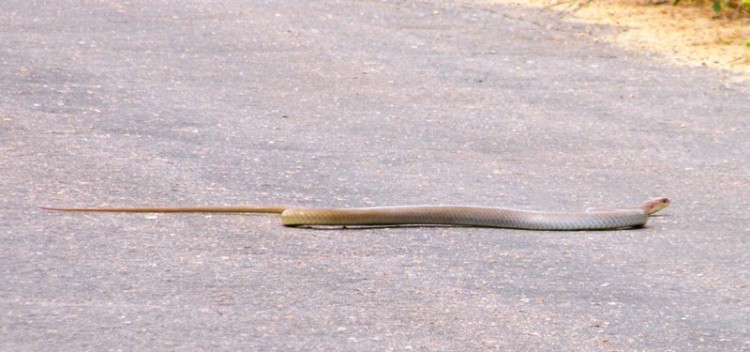 rp6.jpg