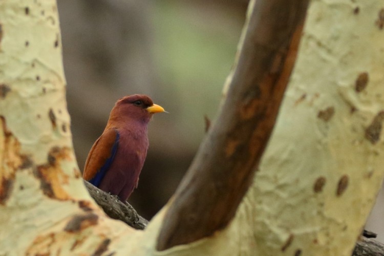 Broad-billed Roller