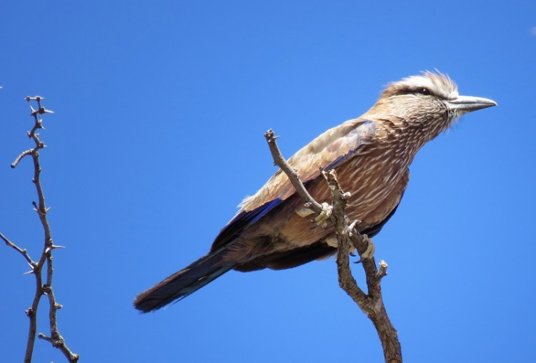 Purple Roller.JPG