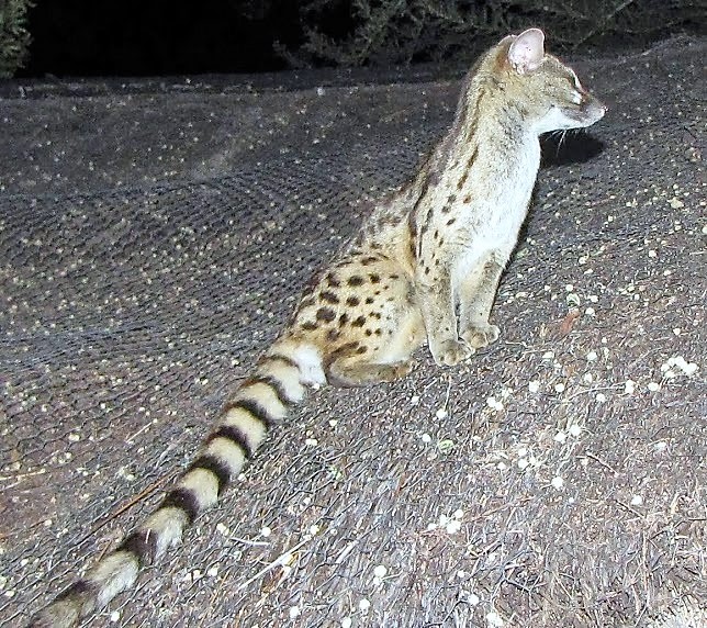 Genet.JPG