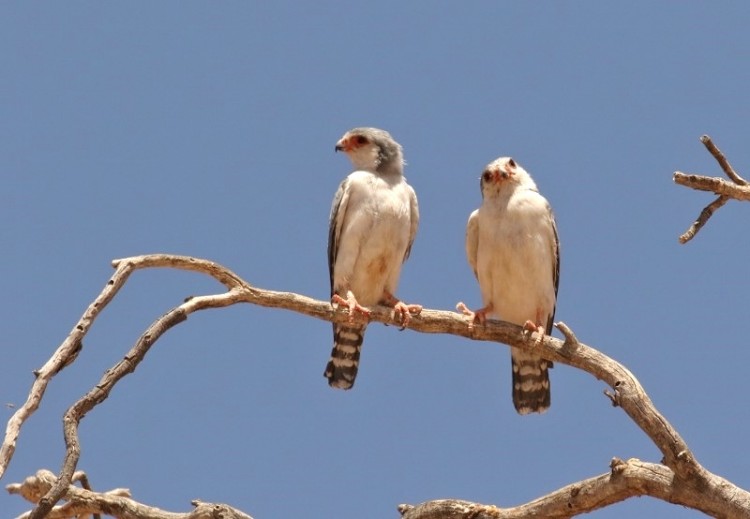 Pygmy Falcon