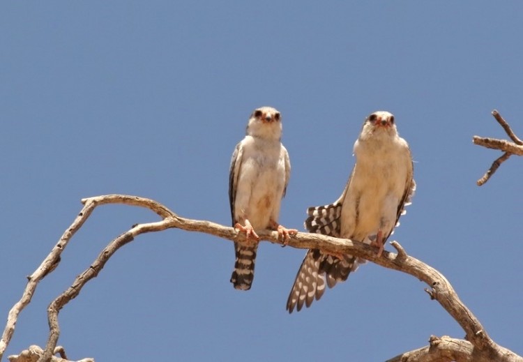 Pygmy Falcon