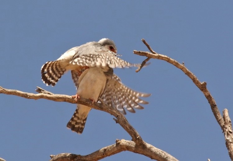 Pygmy Falcon