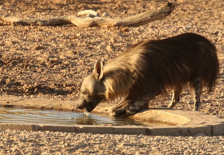 Brown Hyena