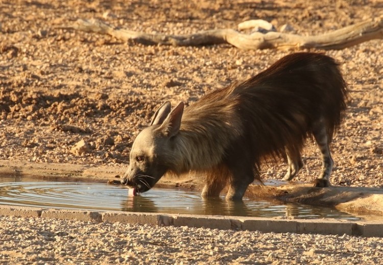 Brown Hyena