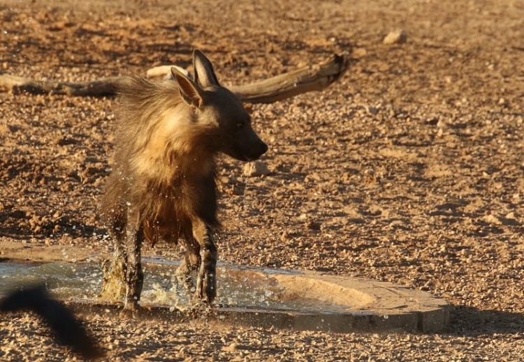 Brown Hyena