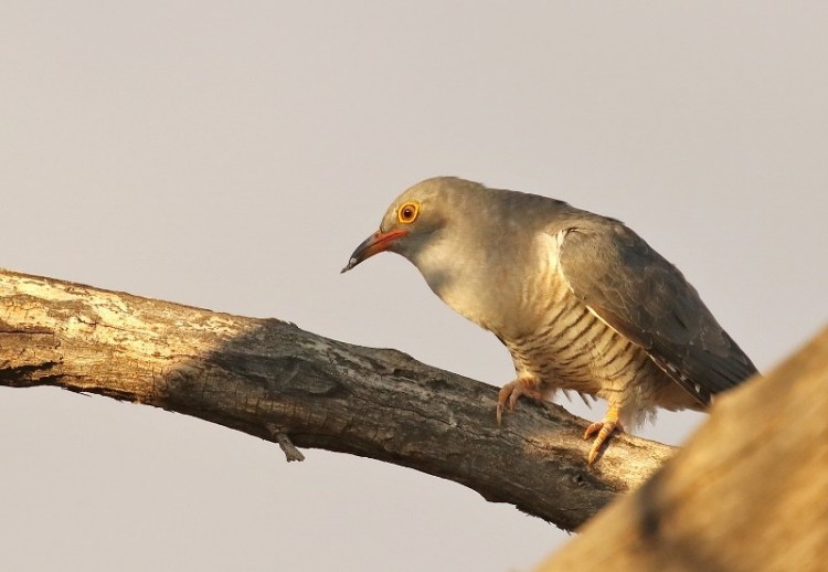 African Cuckoo