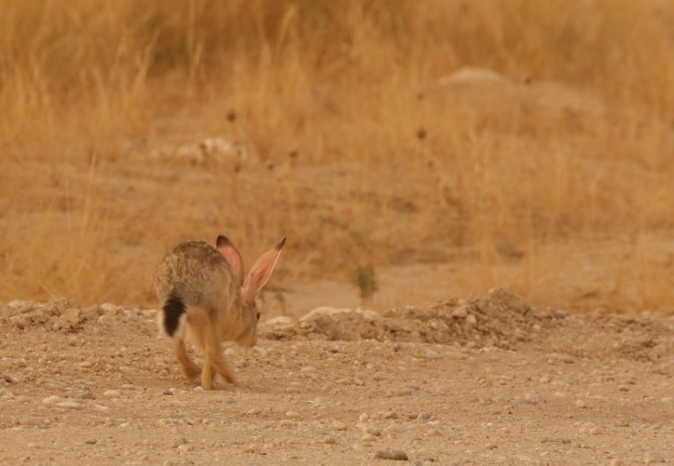 Cape Hare