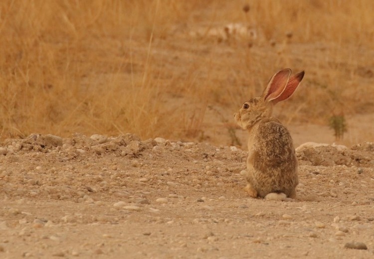 Cape Hare