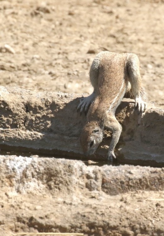 Ground Squirrel