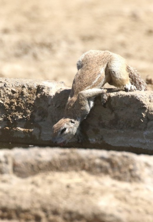 Ground Squirrel