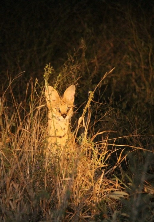 Serval