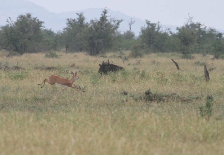 Gnu + Steenbok