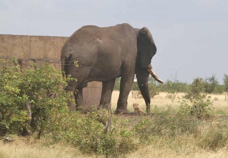 Elephant + Cheetah