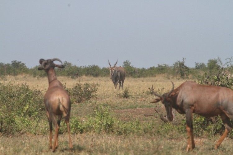 Eland + Tsessebe