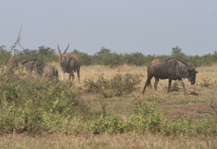 Eland + Gnu