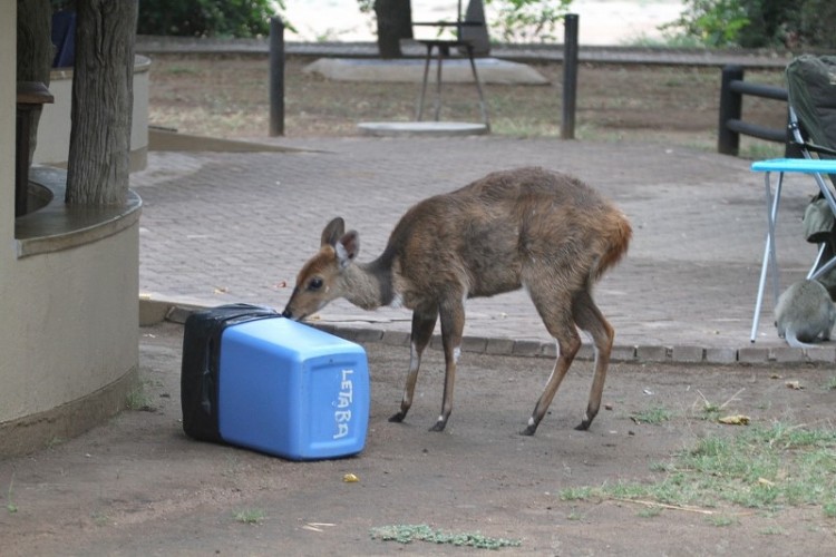 Bushbuck + Vervet