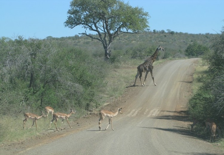 Giraffe + Impala