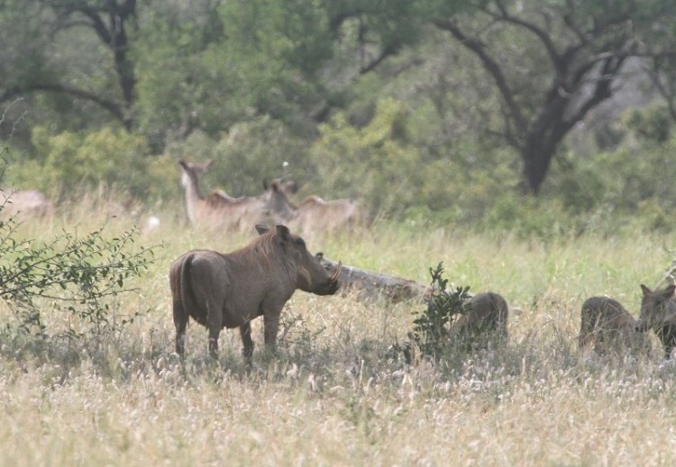 Greater Kudu + Phacochere