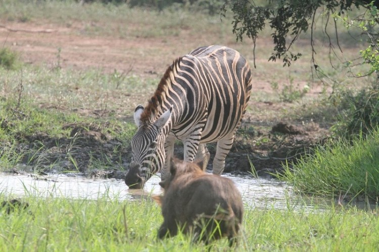 Phacochere + Zebra