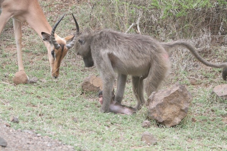 Baboon + Impala