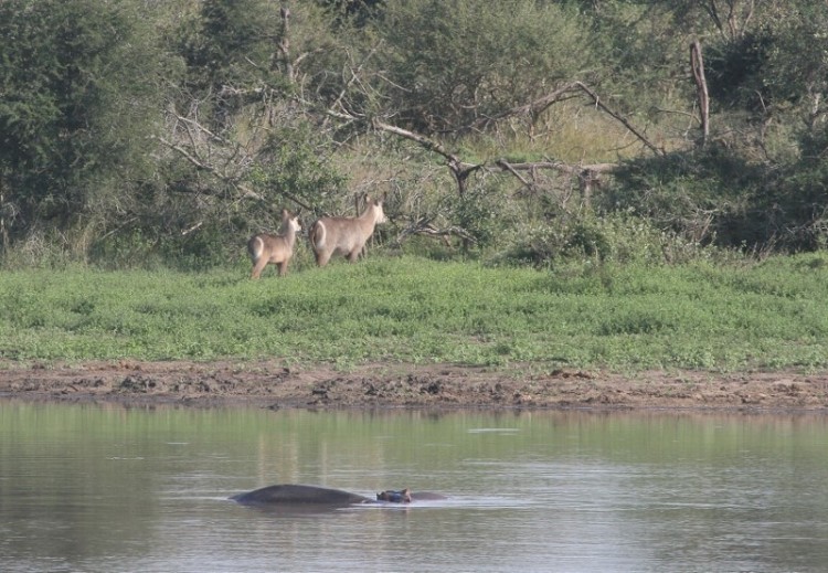 Hippo + Waterbuck