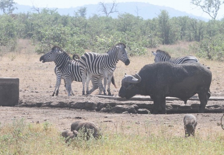 Bufalo+Zebra+Phacochere