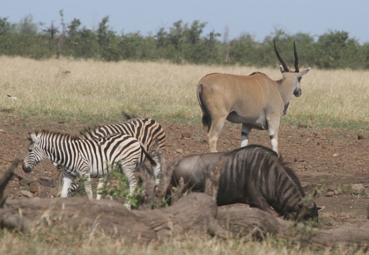 Eland + Gnu + Zebra