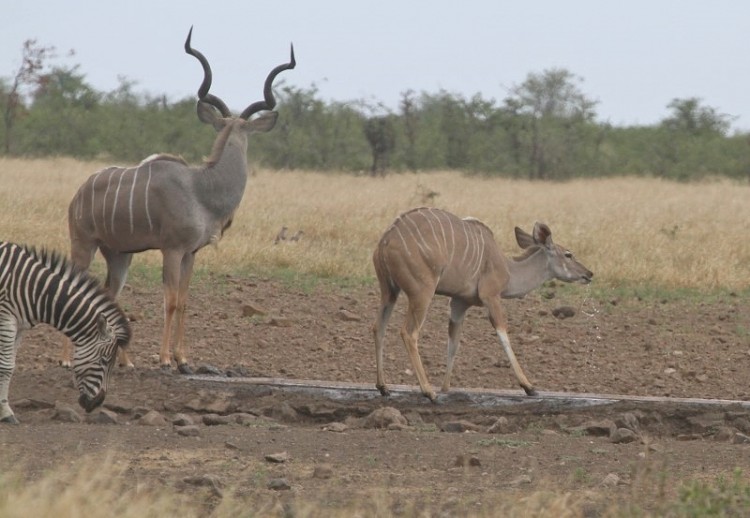 Kudu + Elephant + Zèbr