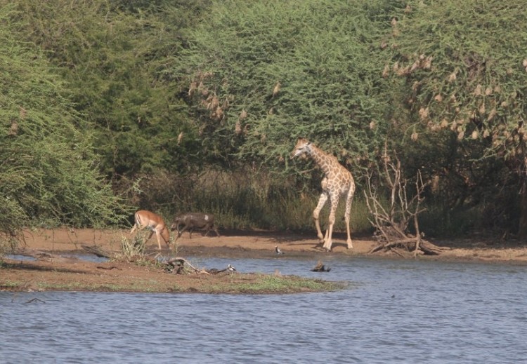 Girafe + Impala + Phacochère