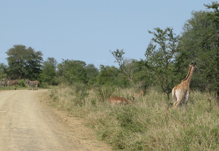 Girafe + Impala + Zebra