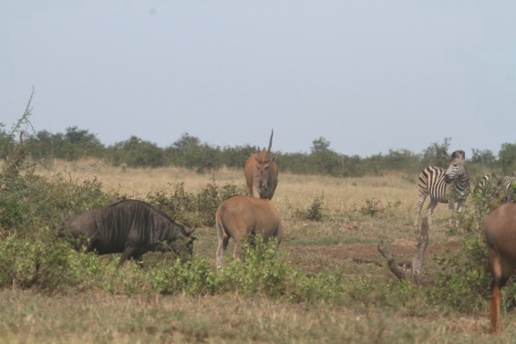 Eland+Gnu+Tsessebe+Zebra