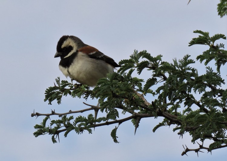 Cape Sparrow.JPG