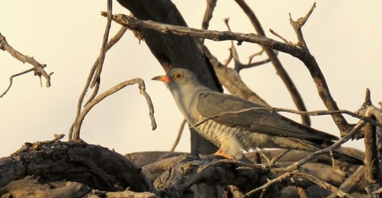 African Cuckoo (2).JPG