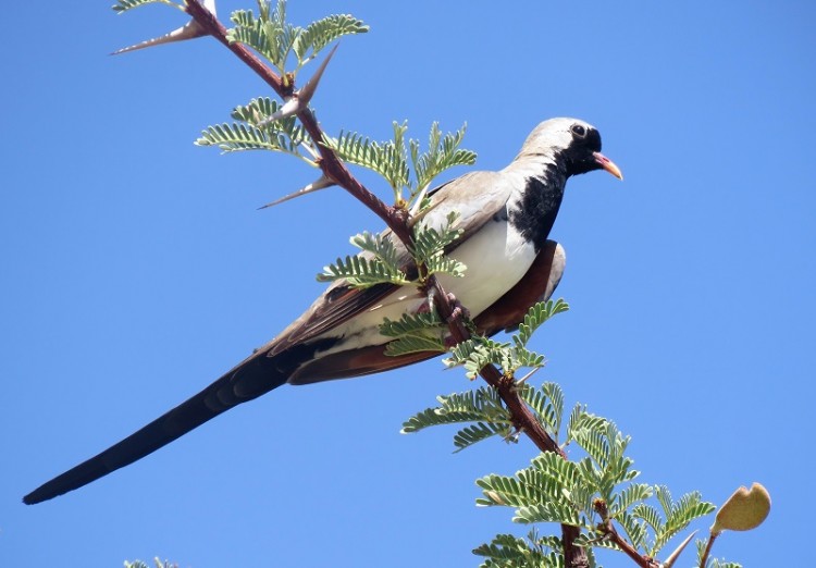 Namaqua Dove male.JPG