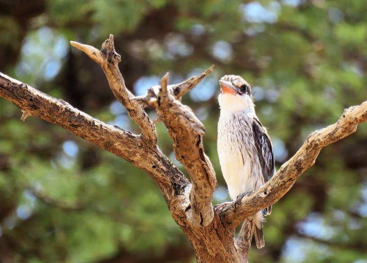 Striped Kingfisher.JPG