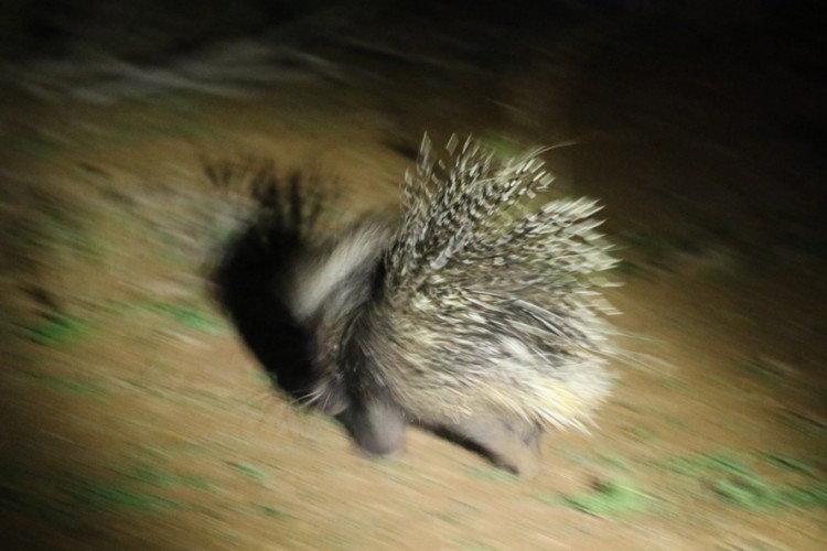 1O4A4176.JPG