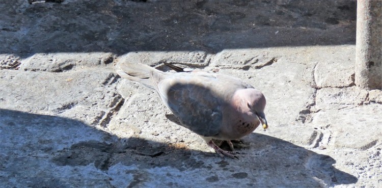 Laughing Dove.JPG