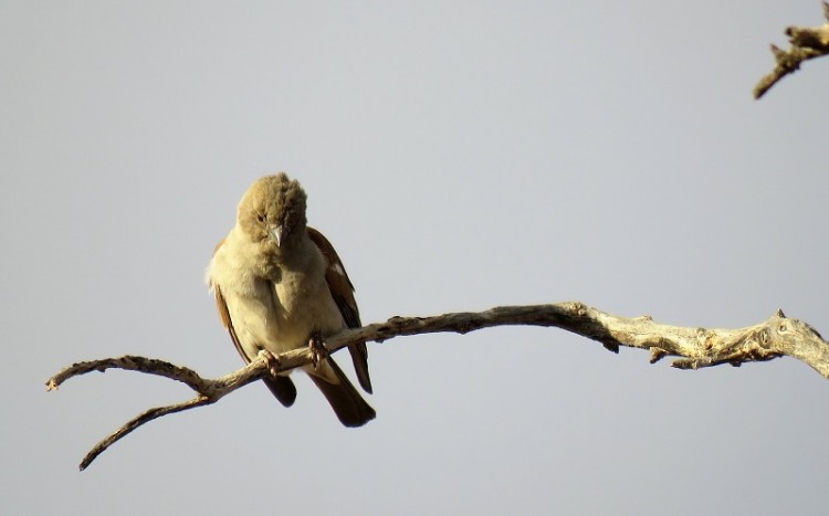 Southern Grey-Headed Sparrow.jpg