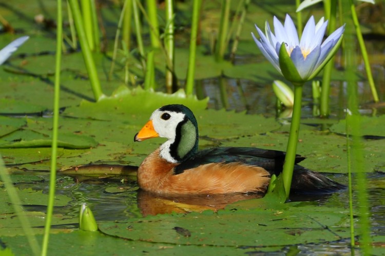 African Pygmy Goose