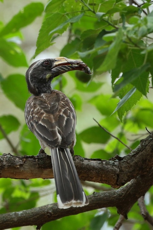 457 letaba.JPG