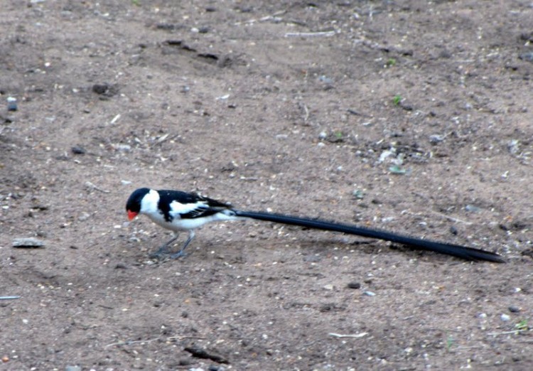 Pin-Tailed Whydah (2).JPG