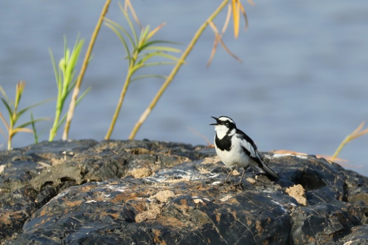 711 olifants river.JPG