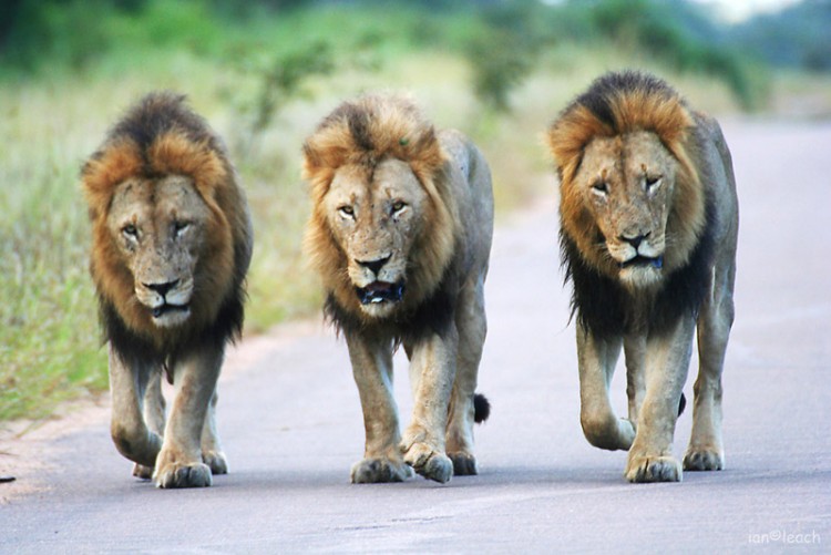 Mane road lions H10.jpg