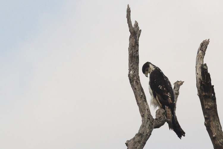 african hawk eagle S52.jpg