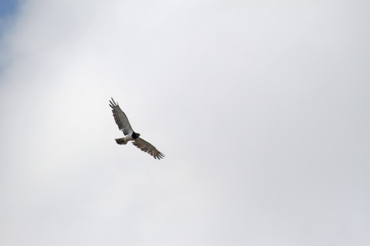 black chested snake eagle ls.jpg