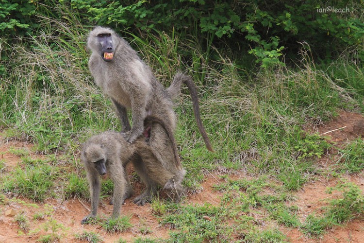 baboon.jpg