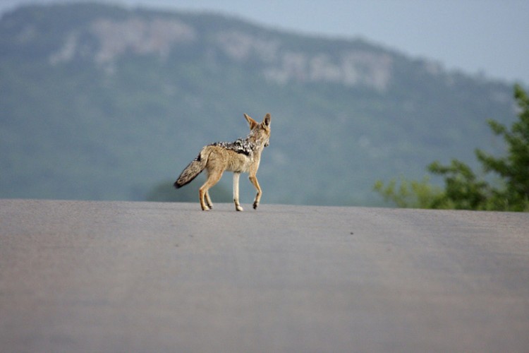 black backed jackal h1-8.jpg