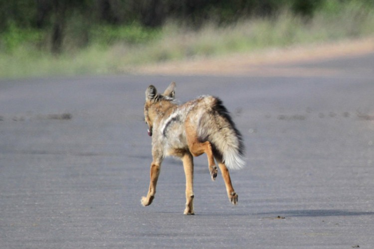 side striped jackal h9.jpg