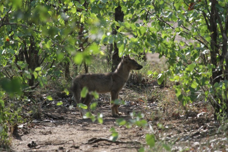 side striped jackal puppy h9.jpg